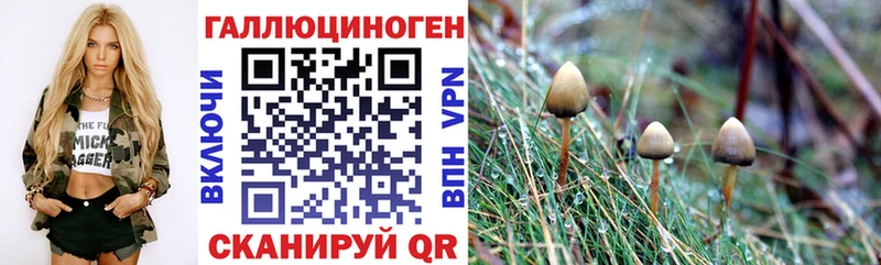 Псилоцибиновые грибы Psilocybine cubensis  Карасук 